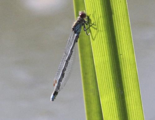 Réf. 303 024 : Erythromma najas